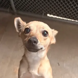 Harley