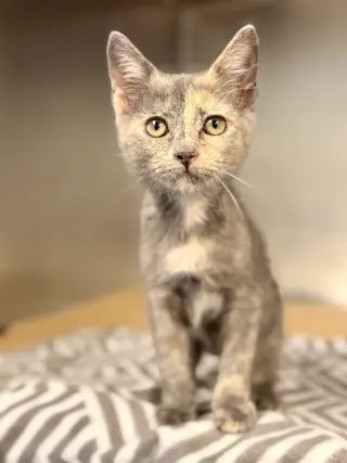 Darla