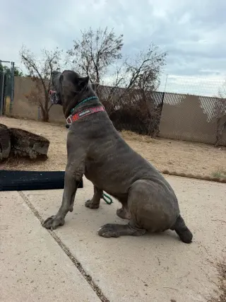 Maximus