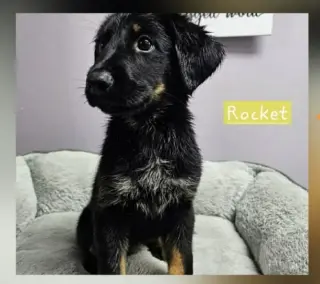 Rocket Freedom
