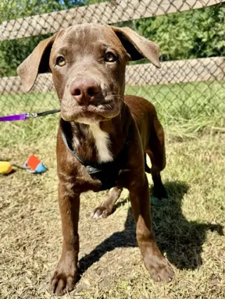 Duke