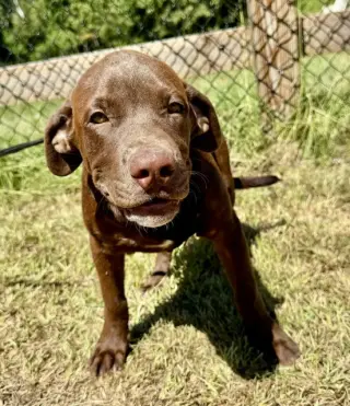 Duke