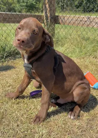 Duke