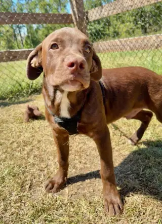 Duke