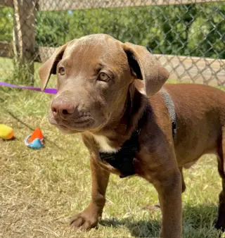 Duke