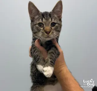 Alan