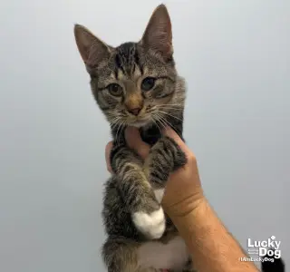 Alan