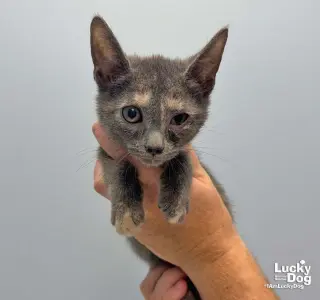 Lumi