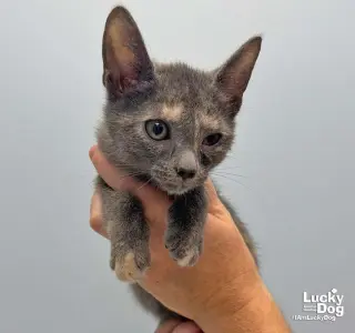 Lumi