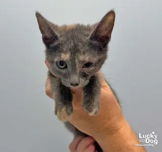Lumi