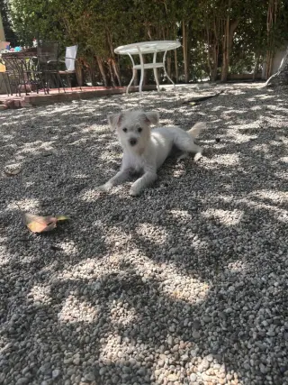 Maisie