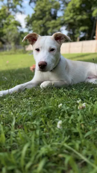 Artax (A Pups)