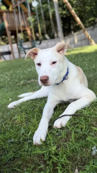 Artax (A Pups)