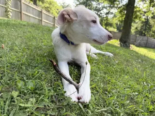 Artax (A Pups)