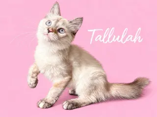 Tallulah (Courtesy Post)