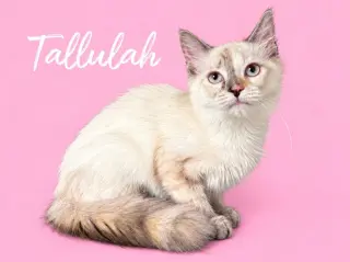 Tallulah (Courtesy Post)