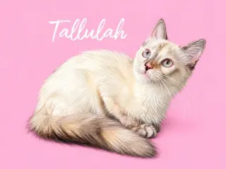 Tallulah (Courtesy Post)