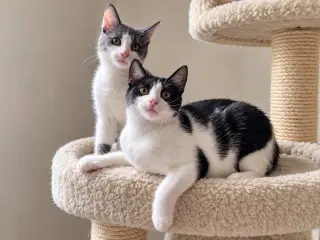 Blueberry (Courtesy Post)