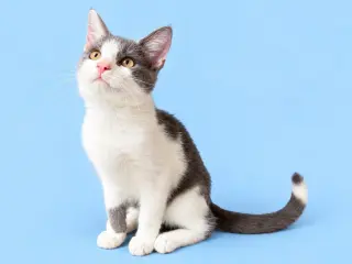 Blueberry (Courtesy Post)
