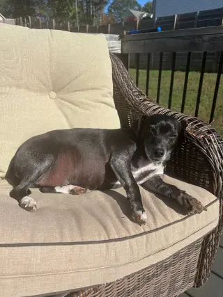 Jack (Courtesy Post)