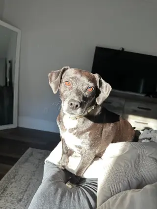Jack (Courtesy Post)