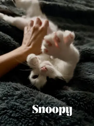 Snoopy
