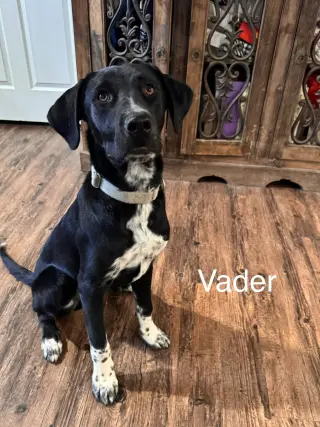 Vader Dot