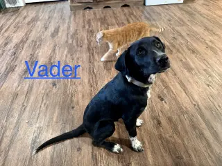 Vader Dot