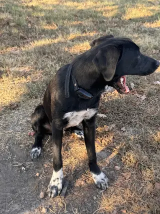 Vader Dot