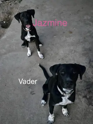 Vader Dot
