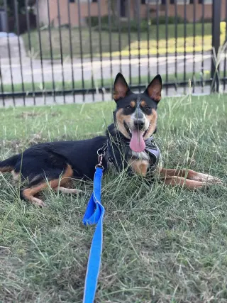 Enzo