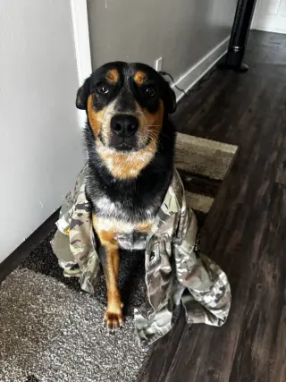 Enzo