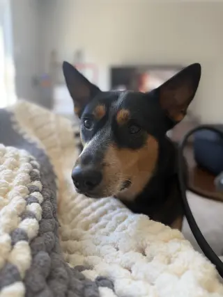 Enzo