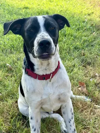 Junior DOT