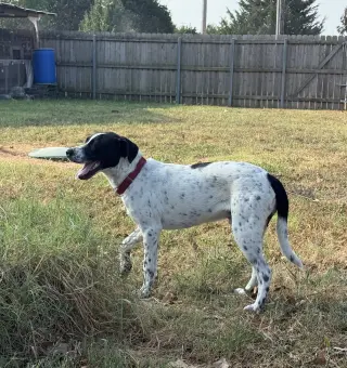 Junior DOT