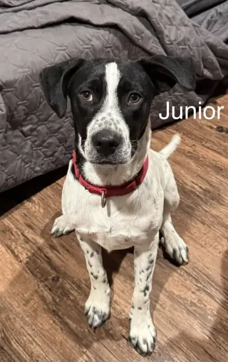 Junior DOT