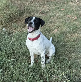 Junior DOT