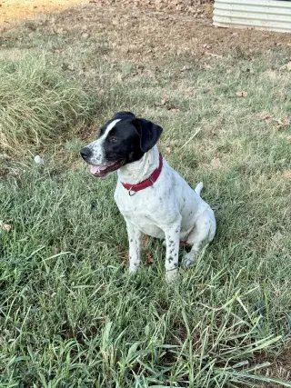 Junior DOT