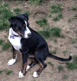Joey Puppy