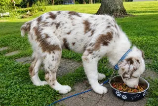 Geralt Puppy