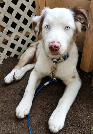 Geralt Puppy