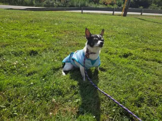 Pup