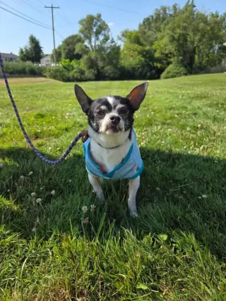 Pup