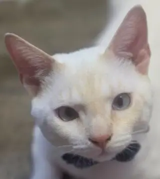 Snowball