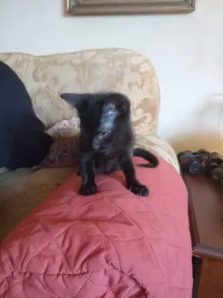 Chico