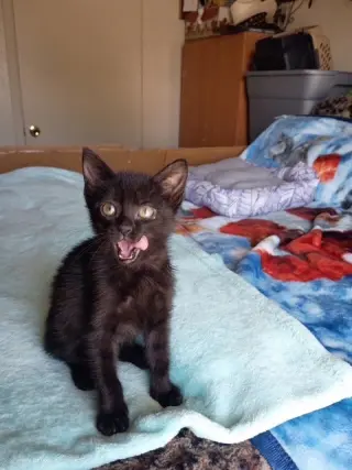 Jinxy