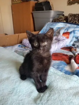 Jinxy