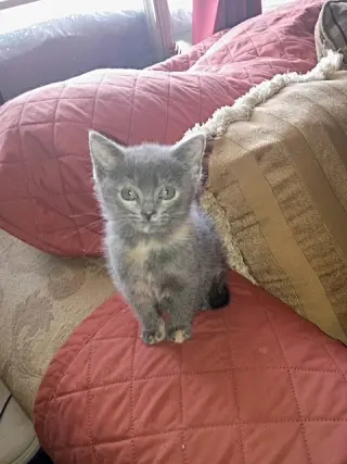 Tabitha