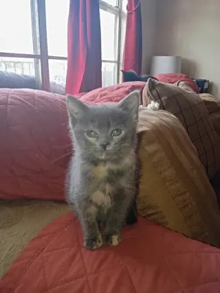 Tabitha