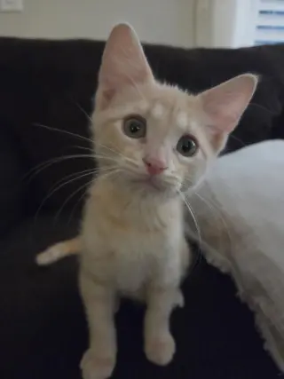 Pippin